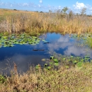Two alligators swimming in a canal surrounded by green water lilies and sawgrass.
