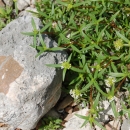 Shrub with a small, white flowerhead and 3 to 4 long green leaves growing below each flower head. Limestone rocks also visible