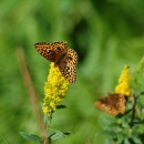 Oregon Silverspot Butterfly 