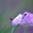 American dog ticks on a chive plant