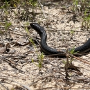 An eastern coachwhip snake is released back into its habitat after being examined for data by biologists from the Center for the Environmental Management of Military Lands near Fort Polk, May 26, 2022.