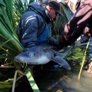 Three men hold a long, shiny, gray fish in the water near the edge of a river. 