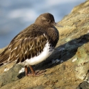 A dark brown bird with white breast standing on a rock