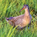 Edwin B. Forsythe Bird Brochure