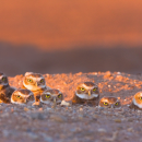 Six owls peer out of their burrow with intense yellow eyes. 