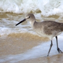 Willet beside an ocean wave