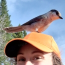 Helen Manning, contracted biological technician and refuge volunteer at Rachel Carson National Wildlife Refuge, poses with a Canada Jay perched on her bright orange hat.