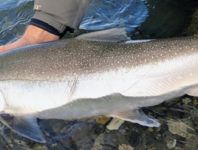 a big silver colored fish