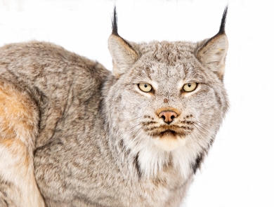 a cat facing the camera with black tips on its ears