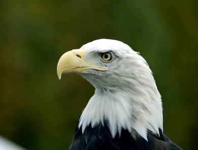 Headshot of a Bald eagle. 