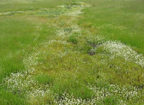 vernal pool