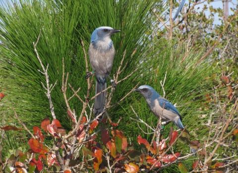 A pair of banded Florida scrub-jays perch on a scrub oak