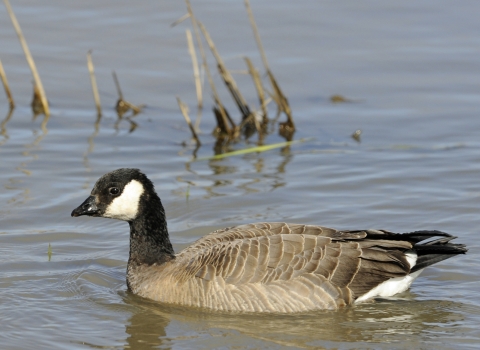 Goose with black head and neck, white cheek patch and brown body