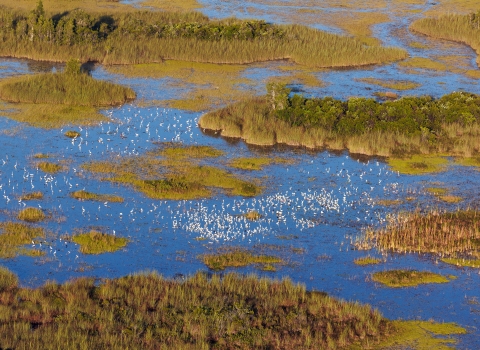 An aerial view shows a large flock of wood storks and other wading birds foraging in a slough last year at Arthur R. Marshall Loxahatchee National Wildlife Refuge in the northern Everglades.