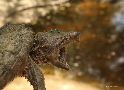 A large turtle with a sharp beak, holding its beak open.