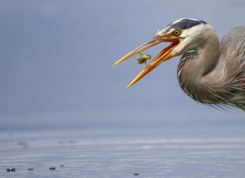A great blue heron eats a small fish