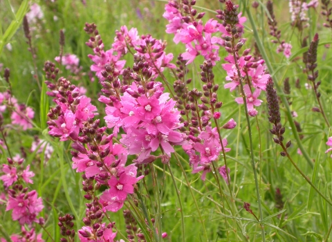 Pink flowers of Nelson's checker-mallow